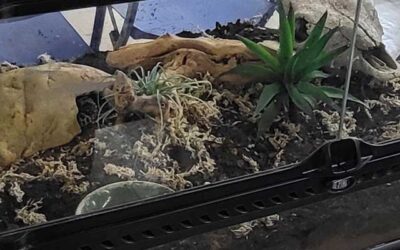 Guest Gecko at the Library