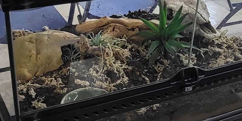 Real Gecko on display at the ETL Library