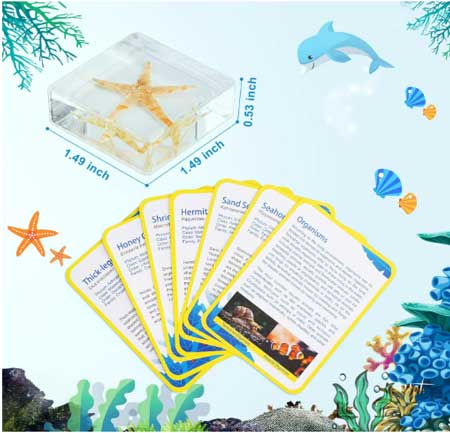 Aquatic-Animals-6-Resin-Specimen Aquatic Animals in Resin with Information Cards
