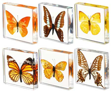 Butterfly-Specimen 6 Pieces Real Butterfly Specimen in Resin