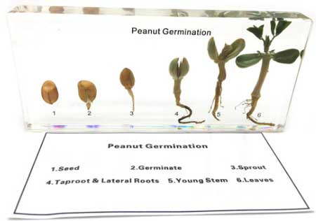 Peanut-Germination-in-Acrylic-Block Peanut Germination Plant Stages in Acrylic