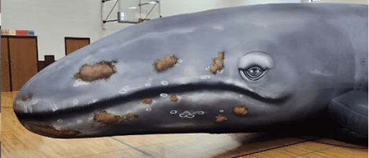 Whale Close up of inflatable grey whale face.